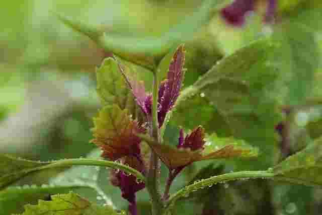 White Goosefoot: A Nutrient-Rich Member of the Goosefoot Family and Its Impact on Diet