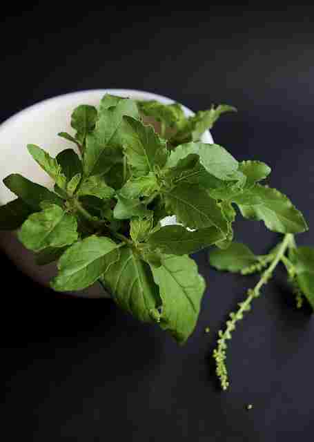 Title: Exploring the Multifaceted Health Benefits of Tulsi (Holy Basil)