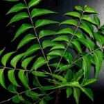 Benefits of Neem for Human