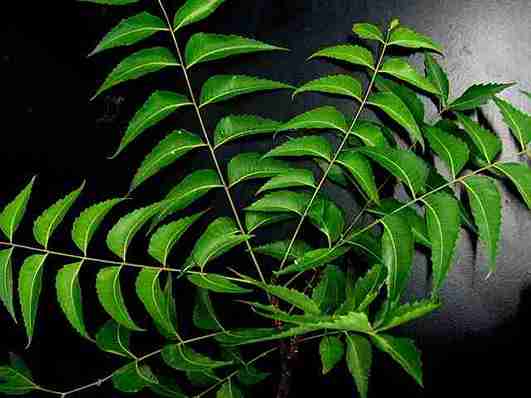 The Green Treasure: Unveiling the Holistic Benefits of Neem for Human Health